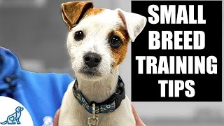 5 IMPORTANT Tips For Small Breed Puppy Training [upl. by Enyt]