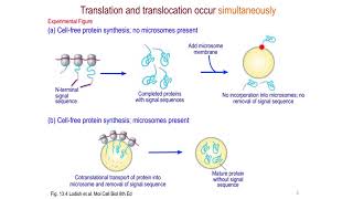 Proteinsorting pathways in eukaryotes [upl. by Anceline]