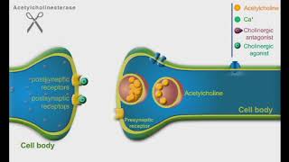 Cholinergic Agonists and Antagonists animation video [upl. by Docila]