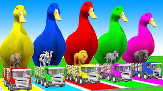 5 Giant Duck CartoonCowElephantGiraffeTigerLion Paint Wild Animals Crossing Fountain Animation [upl. by Jt]