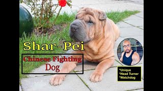 SharPei quotChinese fighting dogquot [upl. by Dnalel]