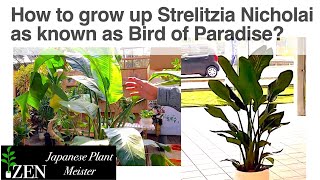 How to grow up Strelitzia Nicholai as known as Bird of Paradise [upl. by Gib]