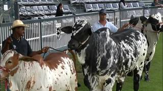 EXPOZEBU 2017 DESFILE ANIMAIS  01052017 [upl. by Kenway]