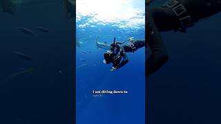 Catching A Shark Tooth😮🦷 shark tigershark sharktooth sharks sharkdiving [upl. by Clarinda]