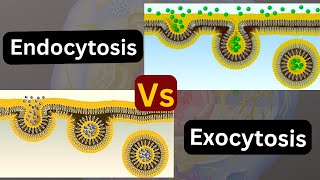 Transport across the cell membrane Endocytosis vs exocytosis [upl. by Noived]