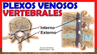 🥇 PLEXO VENOSO VERTEBRAL Interno y Externo ¡Explicación Fácil y Sencilla [upl. by Eillit]