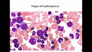 Hematopoiesisidentification of cells [upl. by Gilder]