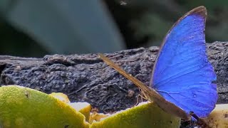 Blue Morpho Butterfly Shows Off Contrasting Wing Patterns In Panama – Dec 1 2023 [upl. by Leverick731]