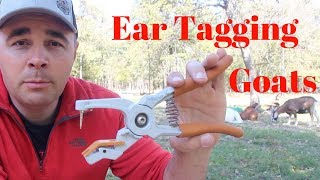 How and Why I Ear Tag My Goats [upl. by Gass]