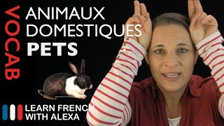 Pets in French basic French vocabulary from Learn French With Alexa [upl. by Nwadahs287]