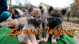 Mein Besuch bei den EURASIER WELPEN  Life of Akamaru 001 [upl. by Bernhard697]