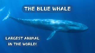 Largest Animal in the World The Blue Whale [upl. by Hcirteid657]