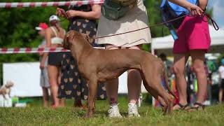 American pitbullterrier kennel ADBA Dognik Bulls Abronia [upl. by Yeliw614]