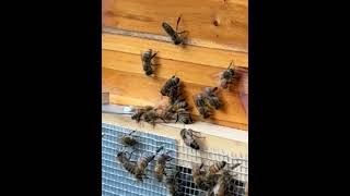 Honeybees very busy and using the robbing screen beekeeping [upl. by Kcyred]