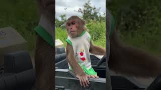 Super funny  CUTIS discovers new job😄cutis monkey shortvideo [upl. by Eseeryt]