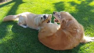 Golden retrievers playing out side  Dog [upl. by Keeryt437]