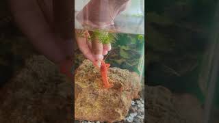 this is how i feed my crayfish 😌🦞 [upl. by Hauck948]