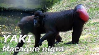 YAKI Macaca nigra  Si Monyet Hitam Sulawesi [upl. by Oderfodog]