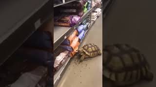 Fastest Robbery Ever  UK OFFLICENCE  🤣🤪 🐢 offlicence shortsviral animalfunny [upl. by Jared]