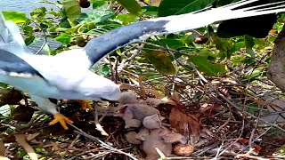 Blackwinged kite Birds have just returned from the outside [upl. by Caye8]