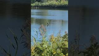 Spectacular footage of an extremely focused great blue heron bird standing motionless in a lake [upl. by Atteynad514]