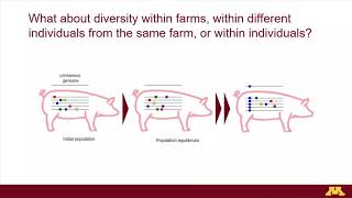 Ms Mariana Kikuti  Evolution of PRRS viruses in growing pigs [upl. by Silletram]