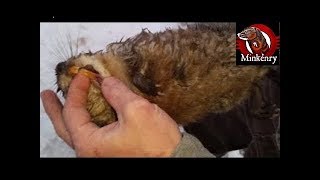 My Most INTENSE Mink and Dog Hunting Muskrats Video Yet [upl. by Navada]