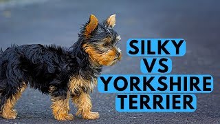 Yorkshire Terrier vs Silky Terrier Difference [upl. by Pearse873]