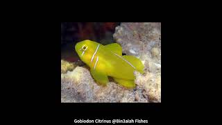 Gobiodon Citrinus Bin3aiah Fishes [upl. by Nilrem]