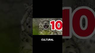 9 Estado De Conservación Actualmente Del Leopardo De Las Nieves [upl. by Husch100]