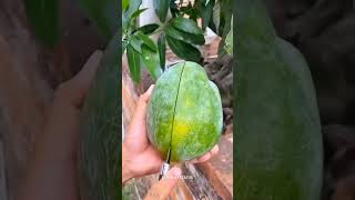 Geva fruit cutting video and new tending short video new tending short video 🍓🥭🍎 [upl. by Ezechiel915]