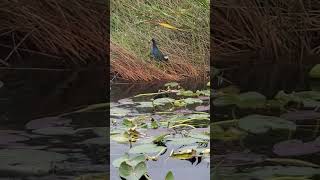 Purple Gallinule EvergladesNPS [upl. by Jael]