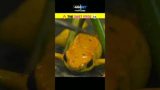 🔥 The dart frog 💀 dangerous కప్ప ☠️ quotCHECK COMMENTquot shorts facts [upl. by Eyar]