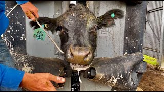 Drenching and mouthing cattle in a Silencer Hydraulic Crush [upl. by Akcinat916]