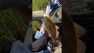 Catching Redfish With A Popping Cork  Saltwater Kayak Fishing fishing kayakfishing redfish [upl. by Eimarrej]