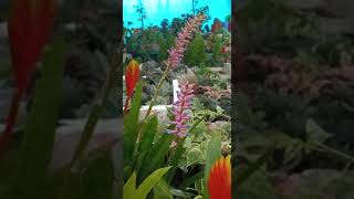 Aechmea Blue Tango plant has beautiful colored blooms during the winter llshorts YouTube videos [upl. by Fontana]