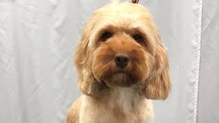 Grooming Head on Cockapoo [upl. by Martelli]