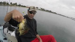 🤘CATCHING FISH IN SAN DIEGO🤘SANDIEGO HALIBUT CORVINA ANGELSHARK FISHING KAYAKFISHING [upl. by Roz]