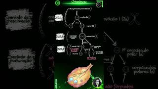 Fecundação Transformação do Ovócito em Óvulo Ovogênese Ovulação Gametogênese BiologiaENEM [upl. by Erodasi]