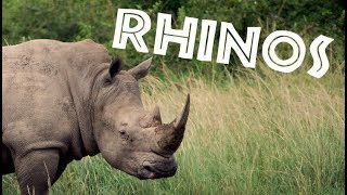 All About Rhinos for Kids Rhinoceros for Children  FreeSchool [upl. by Nort815]