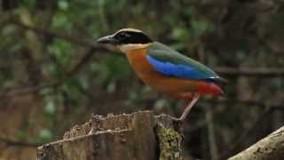 Blue Winged Pitta Day Feeding [upl. by Nidnal]