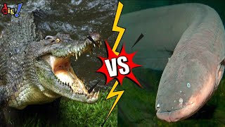 Crocodile vs Electric eel  who will win shorts ytshorts [upl. by Ahsiat]