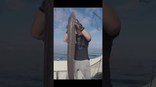 Catching A Huge Conger Eel While Fishing On A Wreck 8 Miles Out At Sea [upl. by Weil]