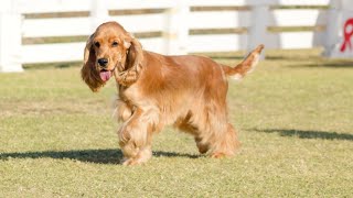 Socializing Your Cocker Spaniel A Step by Step Guide [upl. by Jaylene]