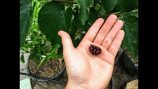 Morus Nigra The King of Mulberries [upl. by Fisoi]