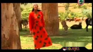 Oromo Music  Hawwi Tezera  Walee yaa walee [upl. by Sonia]