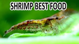 Freshwater Shrimp feeding with vegetables  Spinach PART1 [upl. by Meryl]