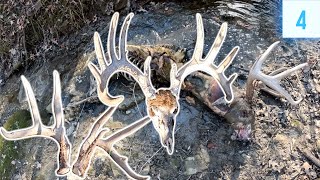 Find GIANT Buck amp Big Base Antlers  Shed Hunting 2024 E4 [upl. by Boyer]