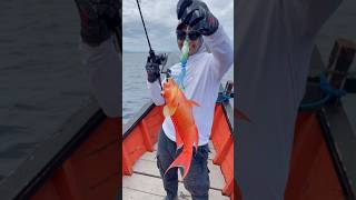 Jigging fishing shorts fishingvideo happy [upl. by Erihppas]