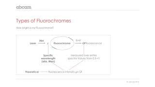 Choosing the right fluorophore for your experiments [upl. by Antonetta160]